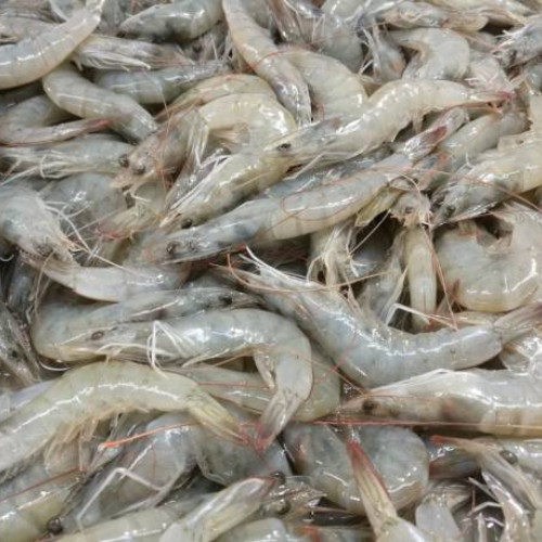 White Shrimp
