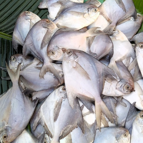 Pomfret