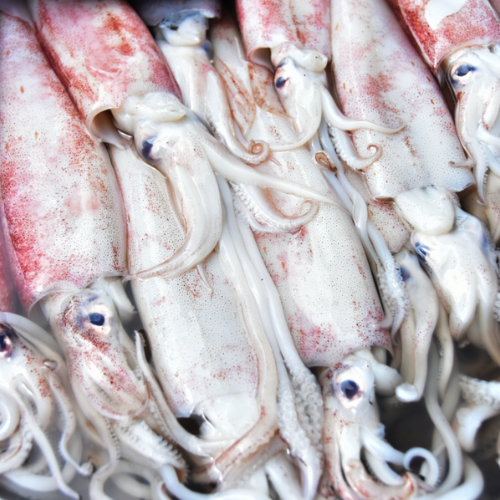 Squid