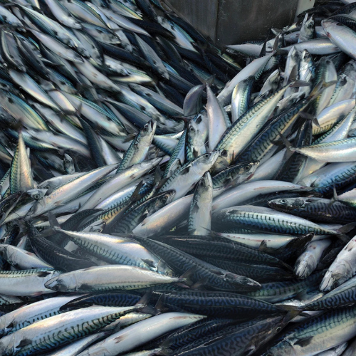 Mackerel