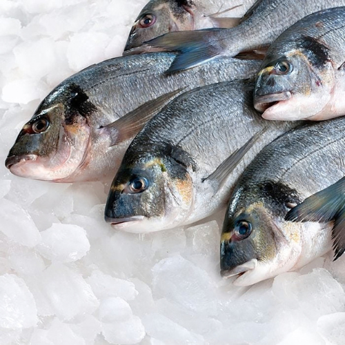 Fresh Fish